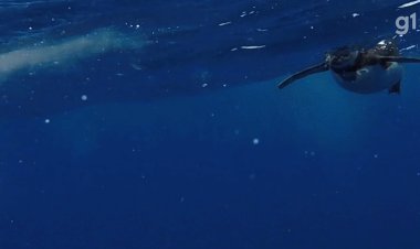 Viu um pinguim na praia? Saiba como ajudar no resgate da ave marinha