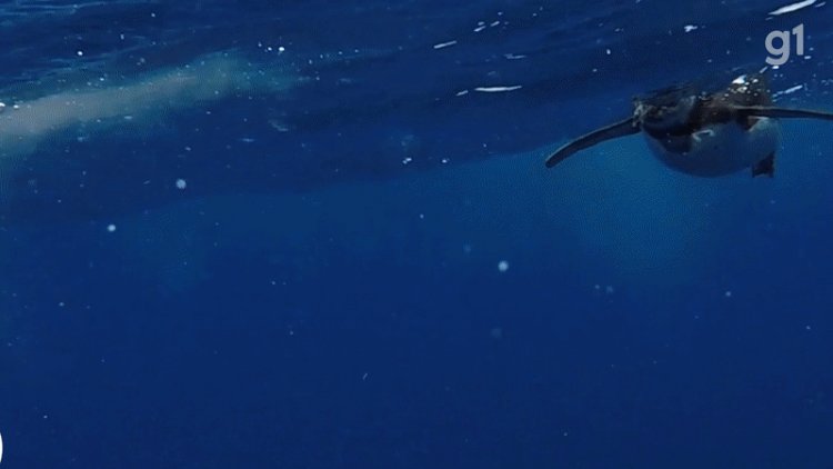 Viu um pinguim na praia? Saiba como ajudar no resgate da ave marinha